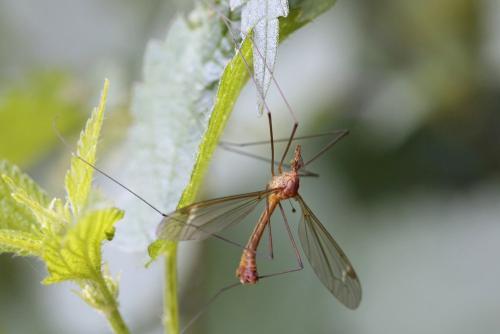 Réf. 316 472 : Tipula cava